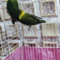 طوطی برزیلی نقاب دار مولد|پرنده|قرچک, باقرآباد|دیوار