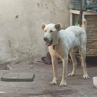 سگ سرابی