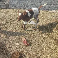 گاو سیمنتال شکم دوم|حیوانات مزرعه|هشترود, |دیوار