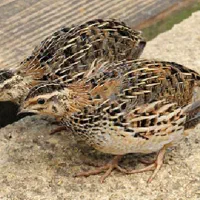 بلدرچین گوشتی ارگانیک فروشی