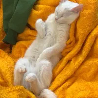 گربهDSHتربیت شده