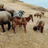 بز داشتی|حیوانات مزرعه|اندیکا, |دیوار