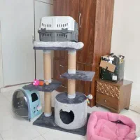 اسکرچر دشک باکس کوله گربه