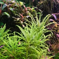 گیاه آکواریوم و پلنت|ماهی|تهران, میدان ولیعصر|دیوار