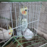 دو عدد عروس هلندی نر وماده دستی سالم تکی و جفت|پرنده|فردیس, نیروگاه برق|دیوار