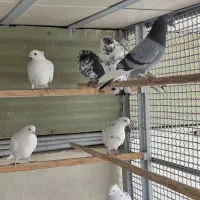 کبوتر  پرشی|پرنده|قم, چهار مردان|دیوار