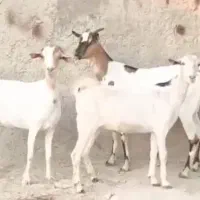 بز سه عدد ابستن سه دونه قیمت اخرش ۲۱