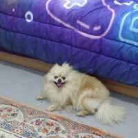 ماده پامر ۲ ساله