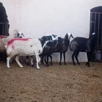 میش و شیشک آبستن