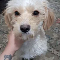 شیتزو ترییر یک ساله