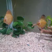 دیسکس و کلیدوراس