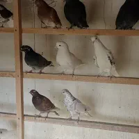 سلام به همه دوستان تعداد کبوتر خوب به فروش می رسد|پرنده|اسلامشهر, شهرک سالور|دیوار