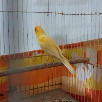 قناری ماده آغاجاری