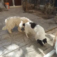 فروشی|سگ|شیروان (خراسان), |دیوار