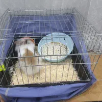 خرگوش لپ|موش و خرگوش|اراک, |دیوار