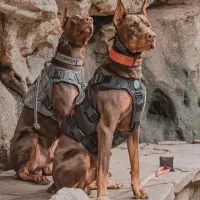 واگذاری توله دوبرمن اصیل