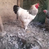 فروش|پرنده|صفادشت, |دیوار