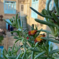 دو پرسنل خانوم جهت  بوتیک هتل (خانه بومگردی)