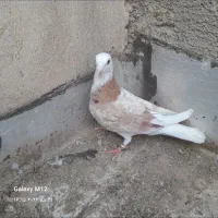 کفتر شازده