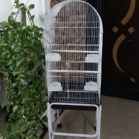 قفس عروس هلندی طوطی برزیلی کاسکو ملنگو گرینچیک