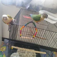 جفت گرینچیک