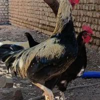 خروس|پرنده|رامند, |دیوار