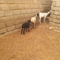 میش جوان با بره