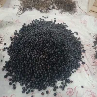 انگور دیم سردشت
