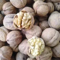 گردو چرب و خوشمزه و ارگانیک