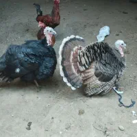 بوقلمون ماده