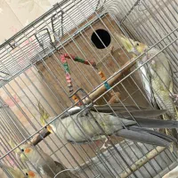 ۶ عدد پرنده|پرنده|محمدشهر, همایون ویلا|دیوار