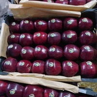 سورتینگ سیب اکیپ کاردارم ۳۰نفرآماده کارهستیم