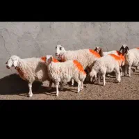 میش جملی|حیوانات مزرعه|کاشمر, |دیوار