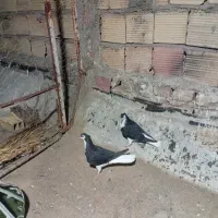 طوقی .ریش .ساده سیاه|پرنده|بیرجند, |دیوار