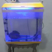 ماهی|ماهی|مشهد, رضاییه|دیوار