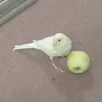 قناری دستی و اهلی