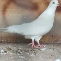 دو جفت کبوتر|پرنده|رشت, جماران|دیوار
