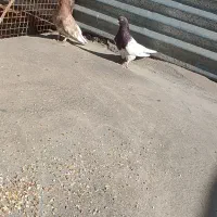 ی جفت کفتر عروسک