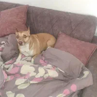 واگذاری رایگان فقط به خانم