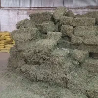 ذرت علوفه و بیده درجه|حیوانات مزرعه|فردوس (خراسان), |دیوار