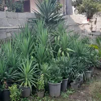 فروش انواع گل لوکس|گل و گیاه طبیعی|رحیمآباد, |دیوار