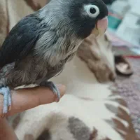 طوطی نقابدار ماده معاوضه انگشتر نقره|پرنده|فردیس, شهرک وحدت|دیوار