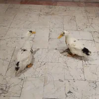 اردک