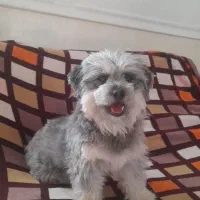 واگزاری رایگان