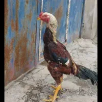 تخم‌مرغ‌نطفه‌دارلاری‌افغان