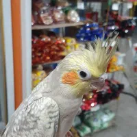 عروس هلندی|پرنده|رودسر, |دیوار