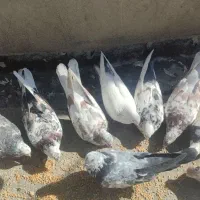 ۱۲عدد کبوتر سرحال و دوری