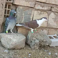 کبوتر|پرنده|خوسف, |دیوار