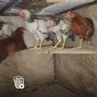 مرغ خروس  جوجه