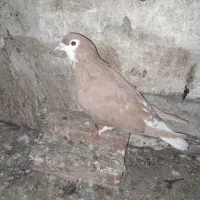 کبوتر رنگی|پرنده|گنبد کاووس, |دیوار